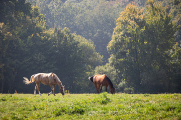 Two horses grazing on pasture
