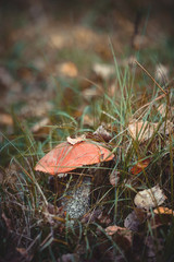 Boletus mushroom