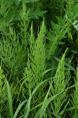 Fototapeta na wymiar Meadow horsetail (shade horsetail) plants closeup. Summer.