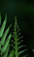 Unfolding of the green leaf of fern
