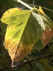 leaves on a black background