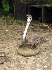 The cobra in Polonnaruwa, Sri Lanka