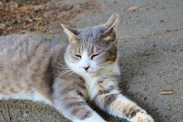 ねこ　秋　トラネコ　白　道　のら