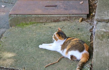 ねこ　みけねこ　秋　杤木