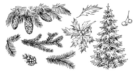 Winter plants: holly, cones, spruce. Hand drawn illustration converted to vector - obrazy, fototapety, plakaty