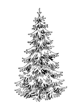 Spruce sketch. Hand drawn illustration converted to vector