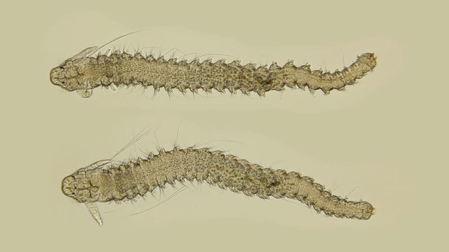  Microscopic Black Sea plankton and zooplankton, late nektoheta larva, Polychaeta worm of the genus Nereis, family Nereididae inhabitant of sea waters, frequent diet of sturgeon