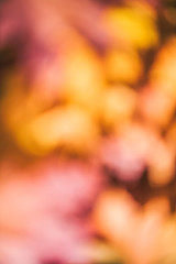 Blured motion background of Maple leaves in the autumn forest at the morning at dawn.  Background. Top view. Indian summer