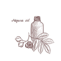 vector drawing mafura oil