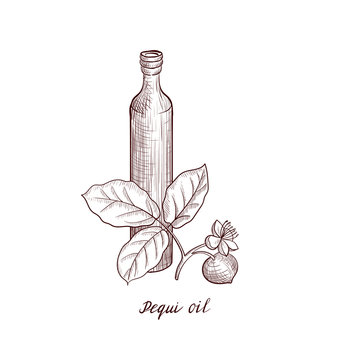 vector drawing pequi oil