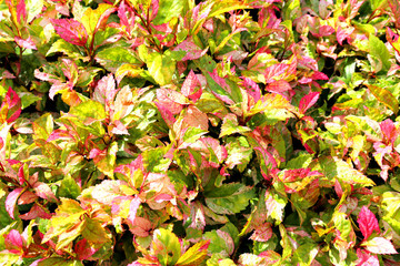 Naklejka na ściany i meble background, tropical plants floral pattern, closeup, green, red, textured,