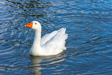 Closeup of a swan in a pond