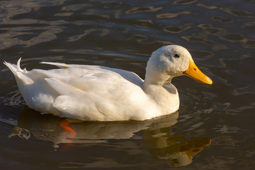 View of duck in a pond