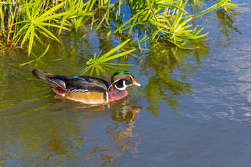 View of multicolored duck in a pond