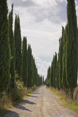 country path with cypress trees in tuscany