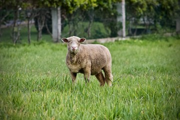 Naklejka na ściany i meble Countryside Sheep in Grass
