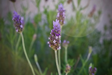Closeup Macro of a Lavender
