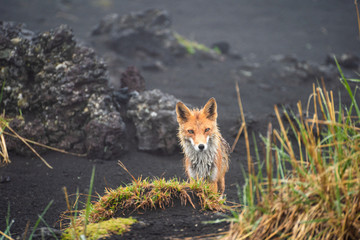 A magnificent wild Red Fox (Vulpes vulpes) hunting for food to eat