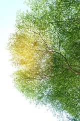The big tree under sky on day light.In daylight The tree with green leaves with copy space.