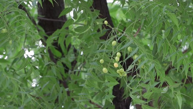 Azadirachta indica Neem fruit on the tree