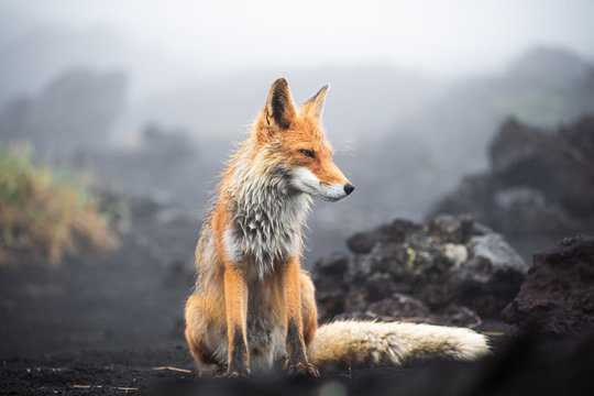 A magnificent wild Red Fox (Vulpes vulpes) hunting for food to eat