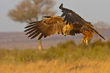 Tawny Eagle on the hunt