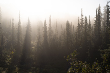 Sun's rays shining through the trees in the forest.