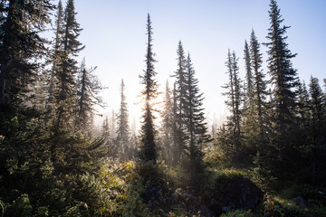 Sun's rays shining through the trees in the forest.