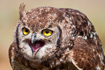 Spotted Eagle Owl 002