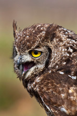 Spotted Eagle Owl open beak colour