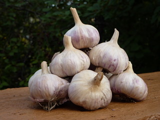 A bunch of garlic on a green background of trees