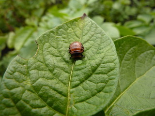 Colorado potato beetle on a green leaf