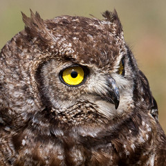 Spotted Eagle Owl 004
