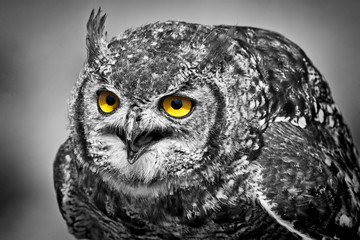 Spotted Eagle Owl 005 mono yellow eye