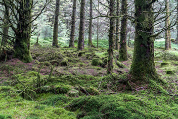 Pine forest in Wicklow way.