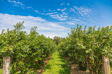 Fototapeta na wymiar Rows of Blueberry Bushes at a Farm in the Pacific Northwest