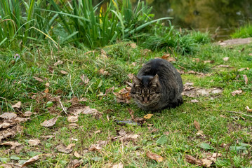 Beautiful cat with a gaze on the background of autumn nature