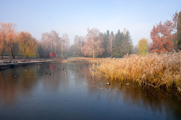 First frost in autumn park. Cane and trees reflected in the water