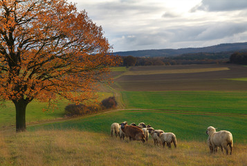 Herde Schafe im Herbst