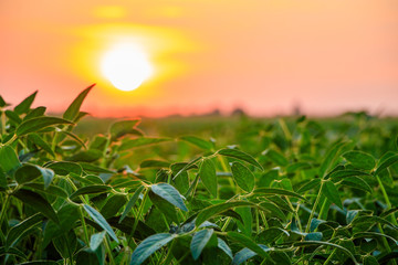 Dramatic sunset over the soybean plants on serbian countryside in August