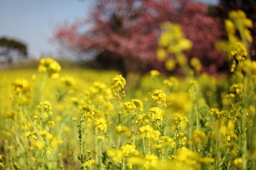 Obraz premium 河津桜と菜の花