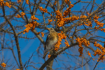 Thrush Fieldfare (Turdus pilaris) eating bright orange sea buckthorn berries on a sunny winter day