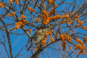 Thrush Fieldfare (Turdus pilaris) eating bright orange sea buckthorn berries on a sunny winter day