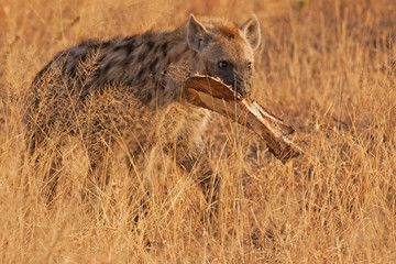 Spotted hyena with bone