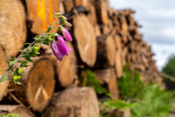 Wicklow way with logs stacked on the sides of the road and a pink flower in the middle.