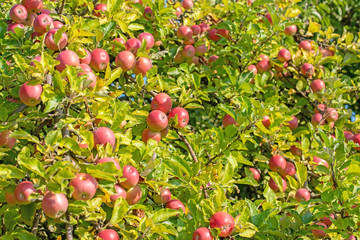 Äpfel am Baum, Erntezeit