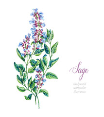 Sage. Watercolor botanical hand drawn illustration. Salvia - obrazy, fototapety, plakaty