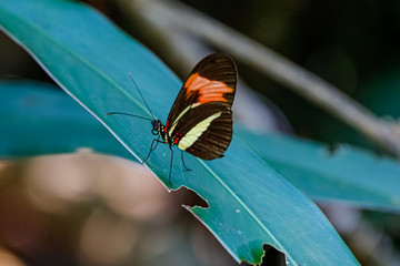 Close up of a tropical butterfly with black, yellow and orange color sitting on a green leave, Amazon rainforest, Mato Grosso, Brazil