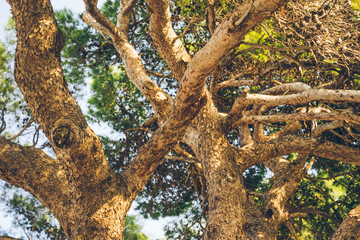 Fototapeta premium tree in the forest