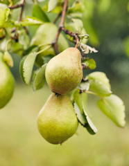 pears on a branch